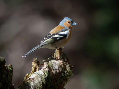 A la découverte des oiseaux du lycée