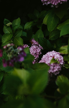 Image by Annie Spratt