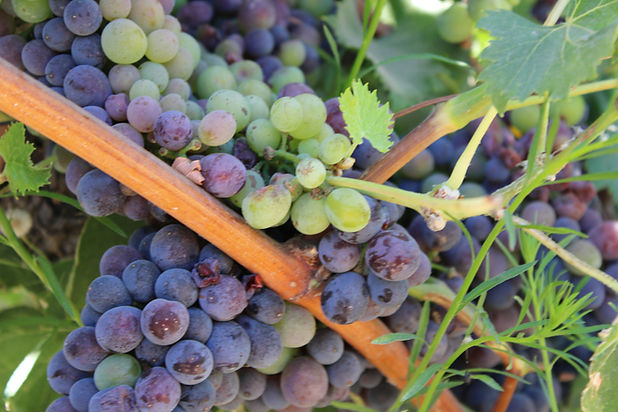 Image by Jolea Schwindt