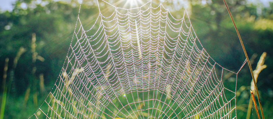 What are your Spider Phobia Routines?