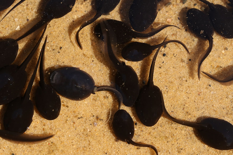 Over 14 weeks, tadpoles become frogs
