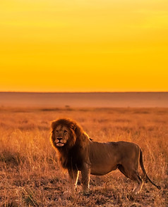 Image by Keyur Nandaniya