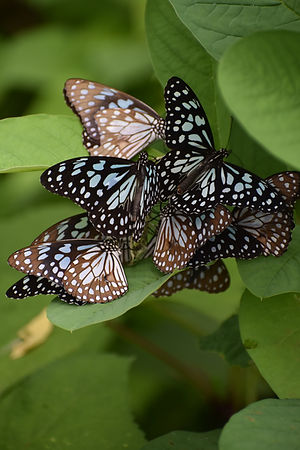 Image by komal G