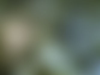 Carbon Market Regulation in Mozambique - Agroforestry Projects involving Smallholder Farmers