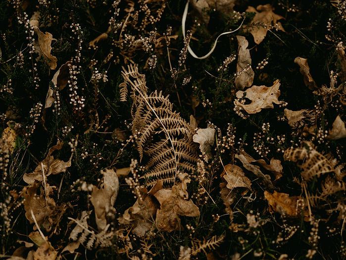 Image by Annie Spratt