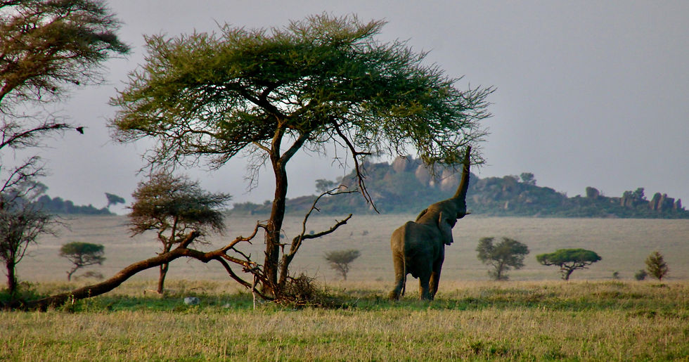 Vergleichen Sie und schneidern Sie Ihre Tansania Safari Touren