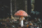 Image by Florian van Duyn