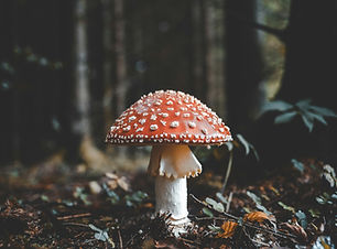 Image by Florian van Duyn
