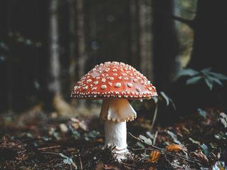 🍄 The Mushroom Remembers