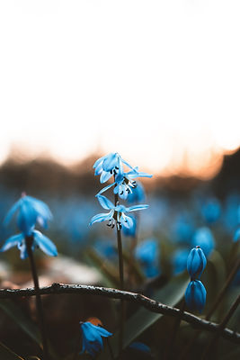 Image by Kristaps Ungurs
