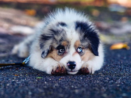 Dog Training for Separation Anxiety: What Actually Helps