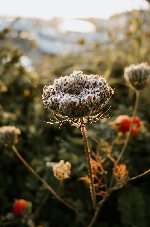 Image by Jill Dimond
