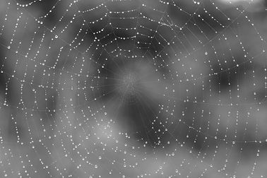 Image by S. Tsuchiya