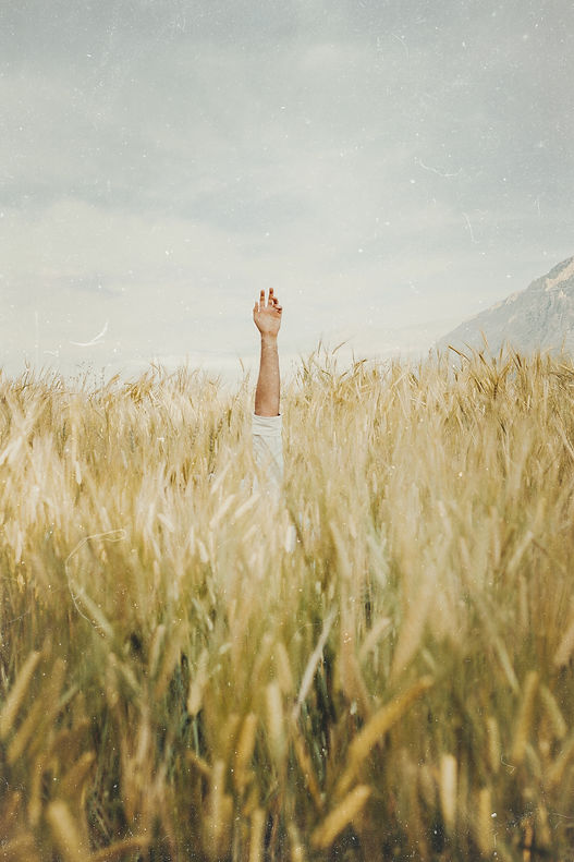 Image by Alireza Zarafshani