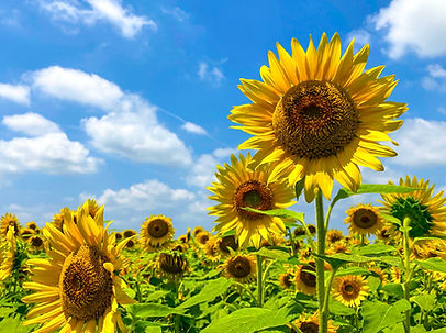 tournesols