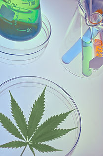cannabis and wellness