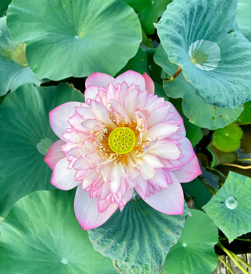LOTUS FLOWER