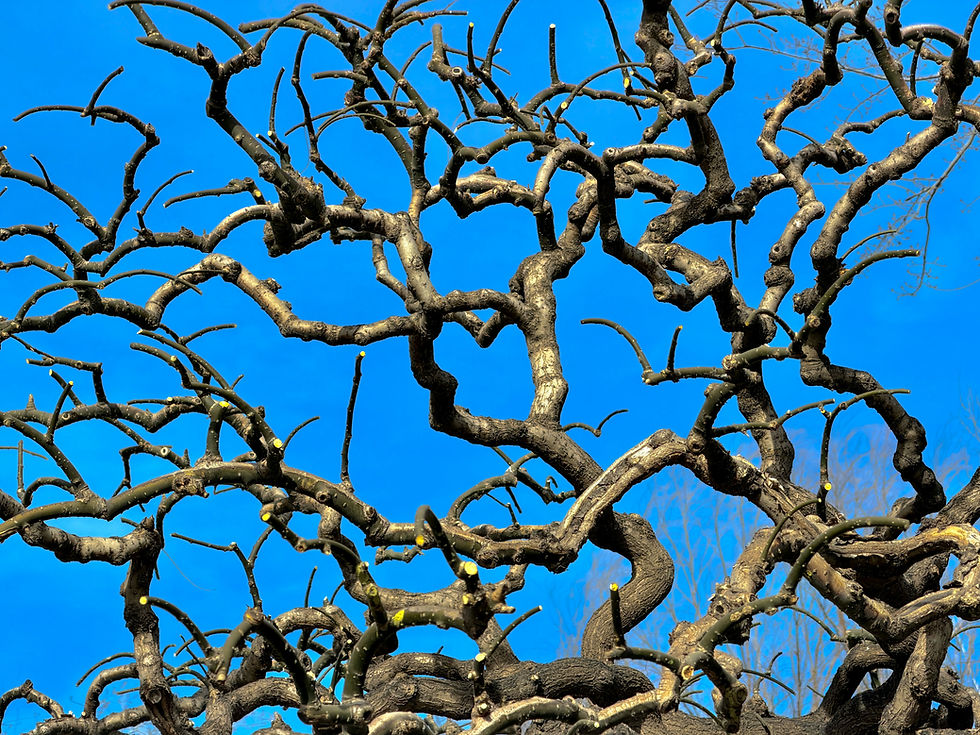 Tree Pruning in Grottoes, Virginia: Why Proper Pruning Protects Tree Health