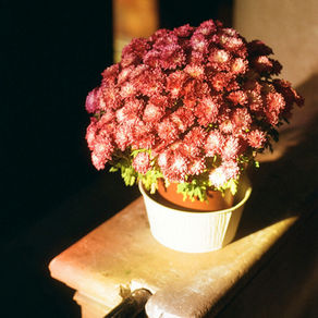 Why Flowers Are the Perfect Corporate Gift