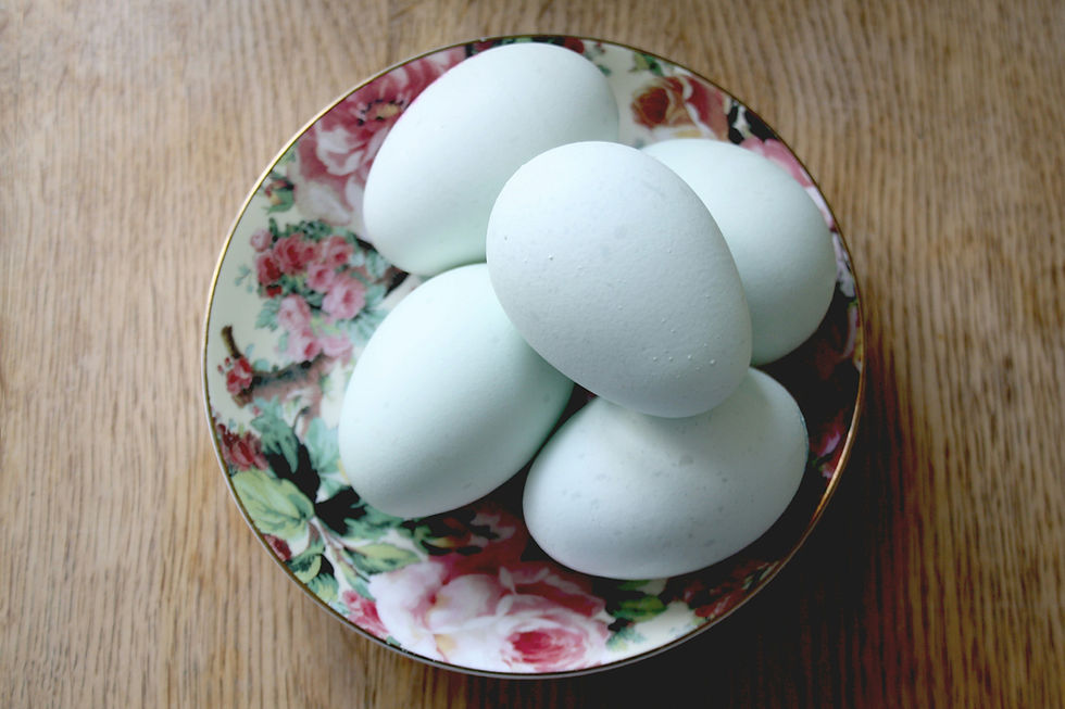 Ameraucana blue chicken eggs