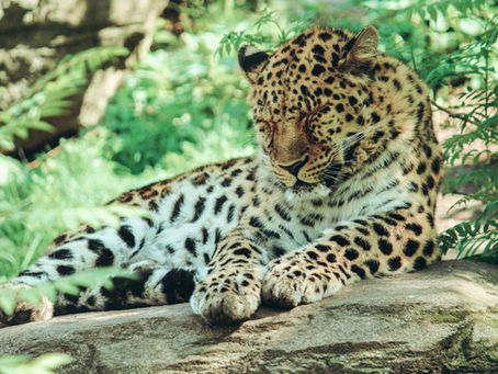 The Ultimate Guide to Wildlife Safaris in India: Explore the Untamed Wilderness