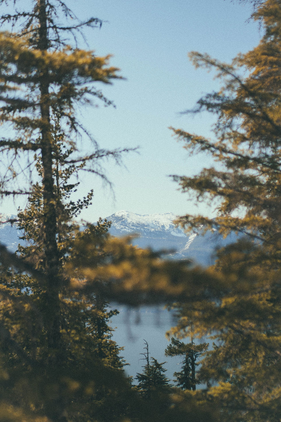 Snow-capped mountains framed by evergreen trees under a clear blue sky. Peaceful, natural setting with soft focus on foreground branches.