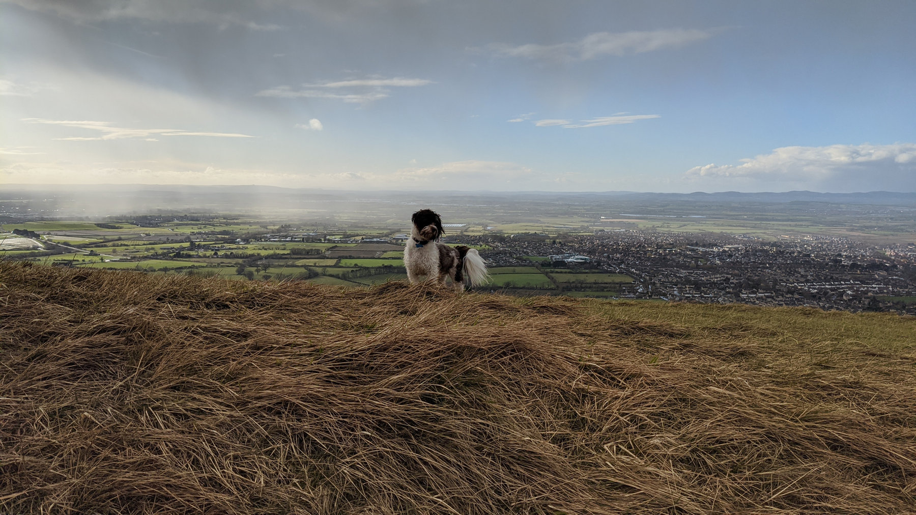 Where to Go for a Staycation with Your Dog in the UK