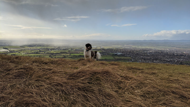 Where to Go for a Staycation with Your Dog in the UK