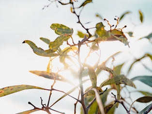 Image by Natalie Parham