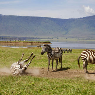 Zebra photographed on a short fly-in safari in Tanzania, reflecting realistic wildl