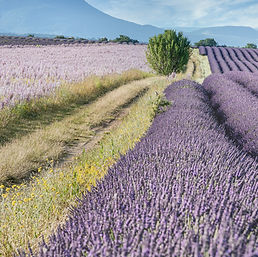 Image by Thomas Despeyroux
