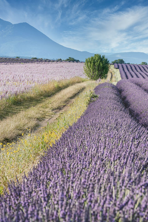 Provence Is a Year-Round Love Affair