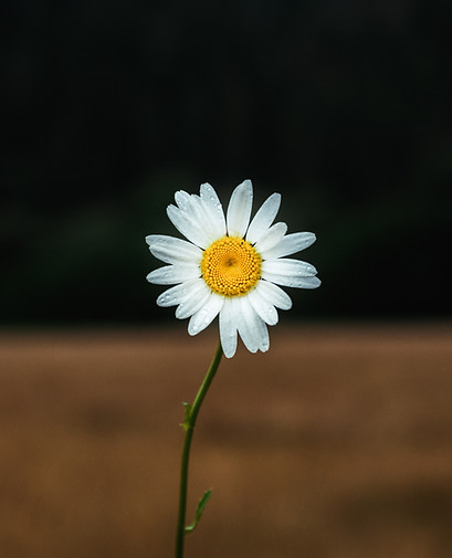 Image by Tobias Rademacher