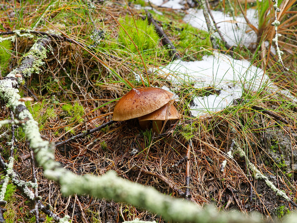 An image of a pair of mushrooms sitting on a forest floor between moss surrounded by frost.