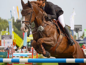 Understanding Proprioception in Horses: The Key to Better Movement and Performance