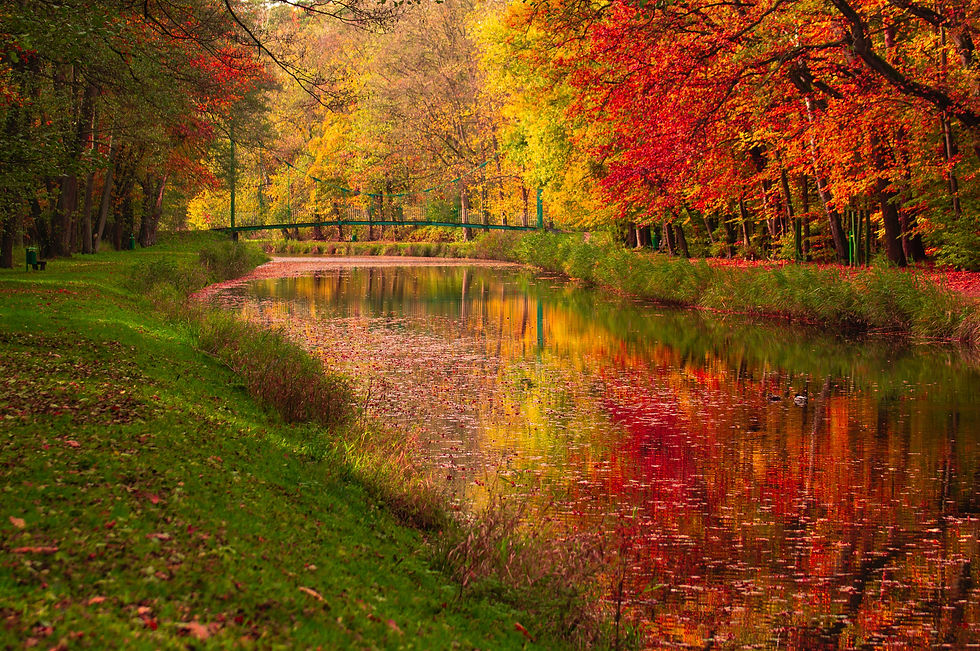 A river running through an autumnal forest