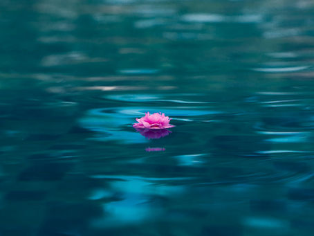 Pink lily or lotus blossom in calm blue water