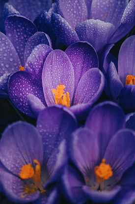 Image by Cody Fitzgerald