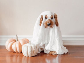a dog with a blanket