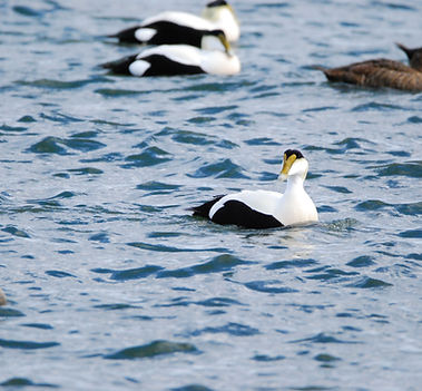 Eider