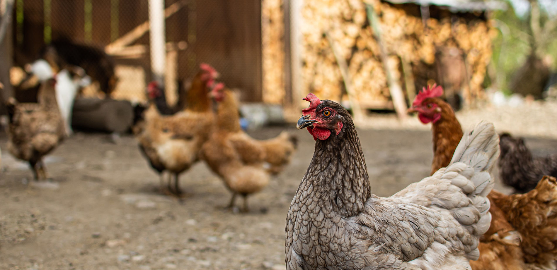 Poulet, poule, volaille fermière, poulet fermier, élevage avicole, poule pondeuse, poussin, canard, poule ornement