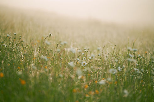 Image by Johny Goerend