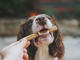 Homemade Pet Treat Recipes Your Fur Baby Will Love