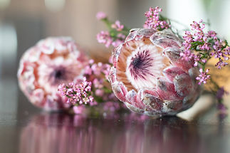 Image by Cecilia Kusel