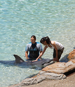 person touching dolphin with trainer