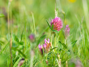 PRZEPISY Z KONICZYNY CZERWONEJ