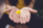 hands holding dandelion