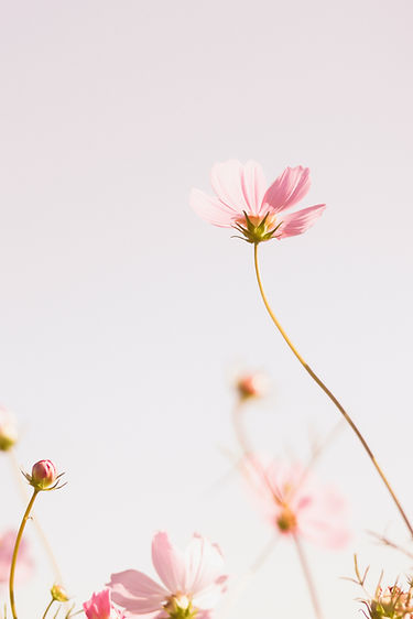 Image by J Lee