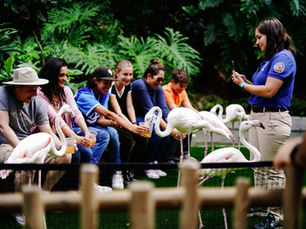 Flamingo tour.