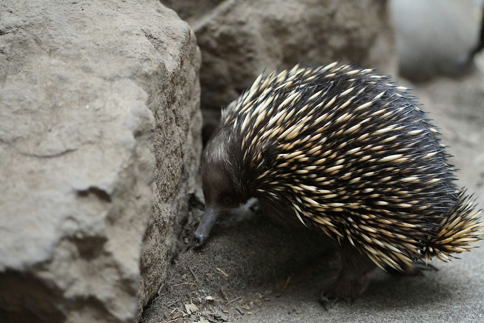 Echidna, un altro animale dalle caratteristiche uniche, depone uova e allatta i piccoli.